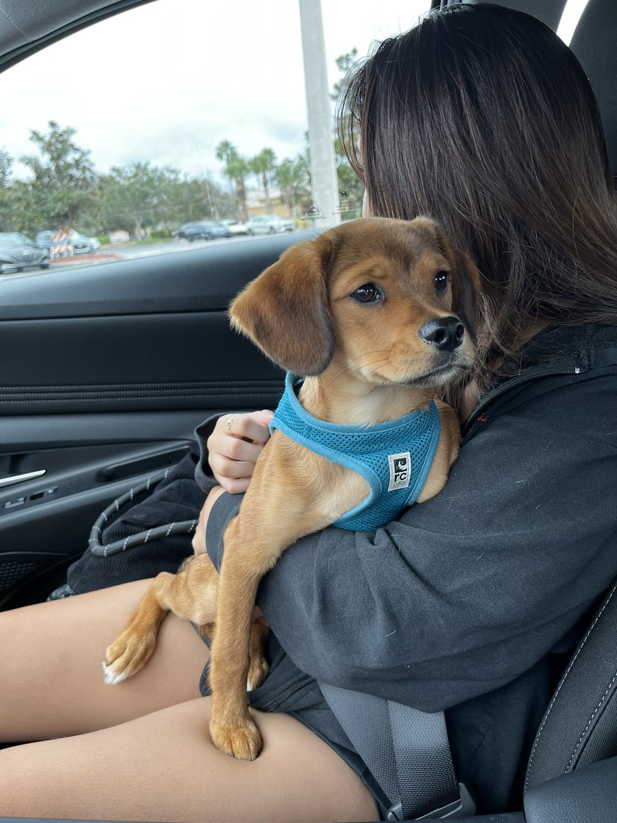 iSpidey__'s tweet photo. so life update! i got hired at apple  i’m also married, got a new car, and a puppy :)) life is goin good. youtube may be back in the future https://t.co/GVHg8NtMb6