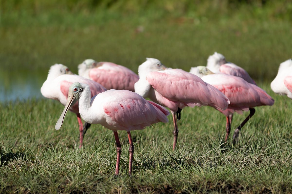 We are happy to announce that we will be having one of our December field trips at STA5 in Clewiston, Florida! Registration ends November 18th. Follow the link for more details.
stpeteaudubon.org/field-trips-ev…