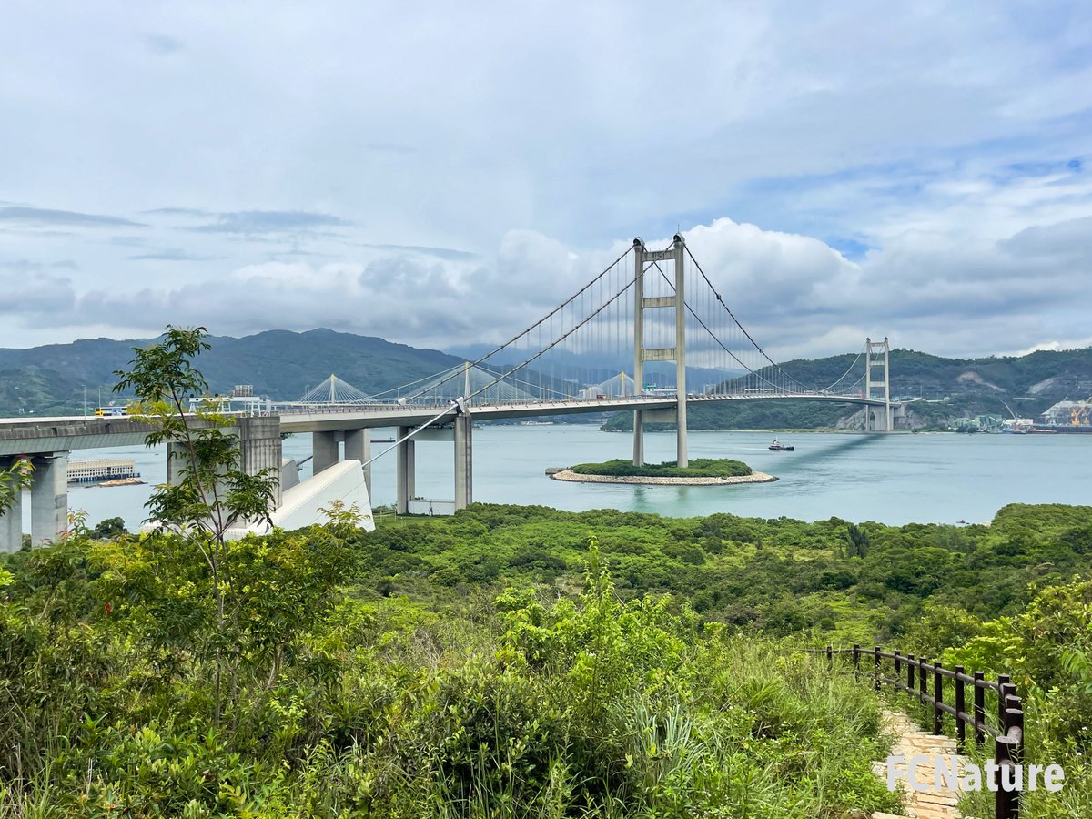 FCNature's tweet photo. Trekking the route from Tsing Ma Bridge, which is the longest road and railroad bridge in the world, towards Ma Wan Park. It seems to be a newly established route.
#大嶺頭
#hiking #trekking #trailing #green #nature #outdooractivities #hikinghk #FCNature #hongkong #hk #香港 https://t.co/PJlBiJaCkZ