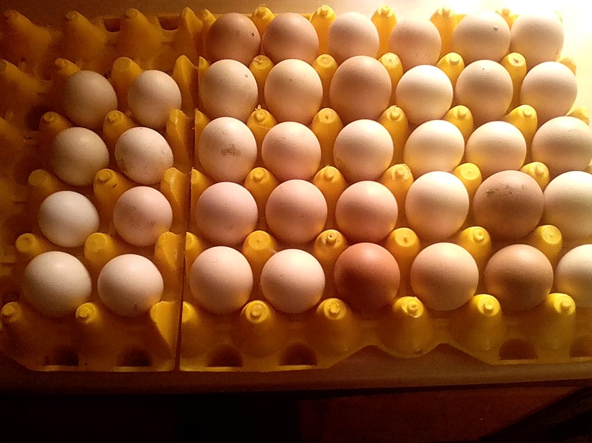 marengwane's tweet photo. This loadshedding is really costing us, mmusho wa rena o paletswe. I am crossing my fingers that my eggs hatch this week. the power went off 3 times in 1 day. haai angeke. Only God knows. https://t.co/wsUxUD8c0I