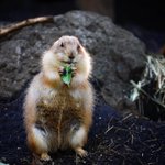 人間みたいにしっかり手で掴んで食事をするプレーリードッグが可愛すぎ!