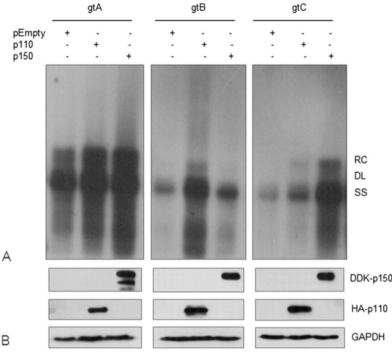 Landmark_IMR's tweet photo. Welcome to read the paper in Frontiers in Bioscience-Landmark:
ADAR1 promotes HBV replication through its deaminase domain, by Ailong Huang; Zeng Tu
https://t.co/sOkJFJw0m5
#ADAR1 #HBV #Virus #Adenosine_deaminase #Hepatitis #RNA_Editing #disease https://t.co/xjUepPWKWp