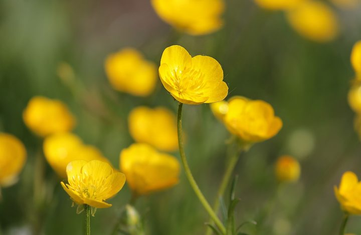 TechnoGardener's tweet photo. ☆✼★━━━━━━━━━━━━★✼☆

Plant : Buttercups 

For : @i_are_pig 
 
From : @technoLVJY

Message : you will never beat me at videogames, for i am superior. these buttercups represent foolishness and immaturity, denial of the truth :D https://t.co/kfLnIx3eg0