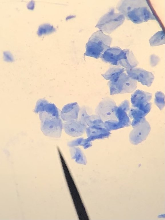 STMsrichards's tweet photo. I love microscope labs !!   Finding a cell isn’t as easy for a student as you just think .  But when they do…. Oooooo….. Ahhhhh!!!!! @stmsaints #ilovebiology #cellstudies #handsonlearning #microscopelab https://t.co/RWAFEW4pgh