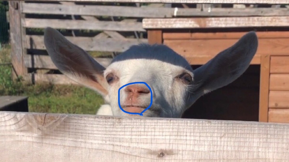 root_farm's tweet photo. 🐐🤧
#畑をあそぼう https://t.co/YpS5j9IkCi