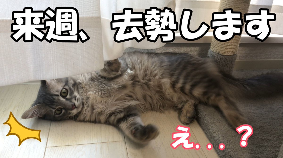 Chloeu30's tweet photo. 【悲報】タマタマとお別れすることになりました🙀(去勢1週間前)

https://t.co/rrqiQ03roj https://t.co/jw7wYAqCEt