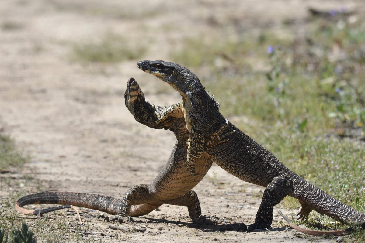 Leo McComb tweet media