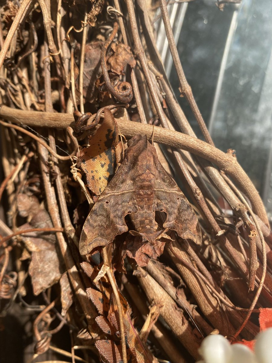 MrsHugginsClass's tweet photo. I found a friend! I wonder how he got there? What’s the story? 🧐What a fun quick write that could!#scienceisallaroundus #kisdscience #writinginscience #tlapscience https://t.co/F8uoXmlwnZ