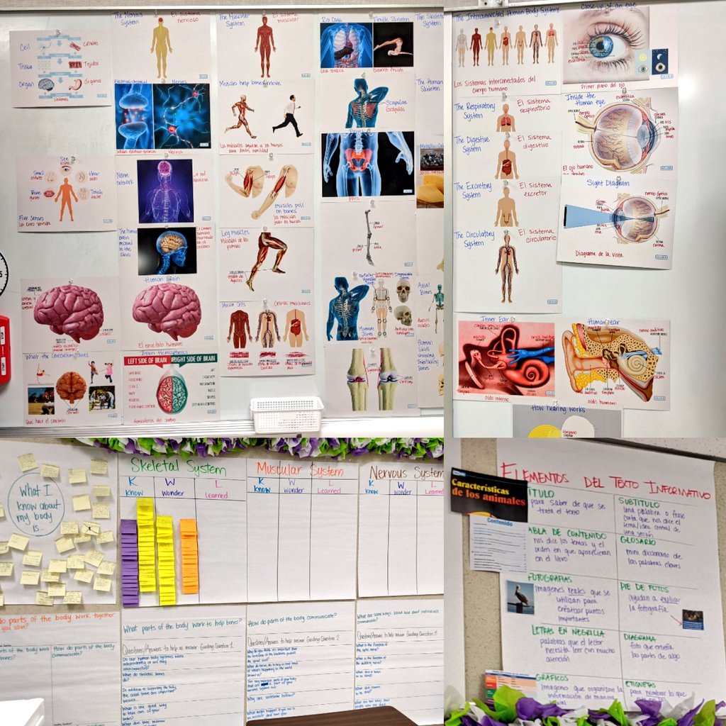 emytomita's tweet photo. @amplify Grade 3 #CKLA #HumanBody @OrangeGroveAISD @StephensES_AISD @CarrollES_AISD Different ways teachers organize visuals to support students' learning #DomainWall @Ramirez_AISD @_VanessaPelaez @sepulvedalynnet @SCruz49 @CurriculumMatrs #coherence https://t.co/49lSgNNEq2