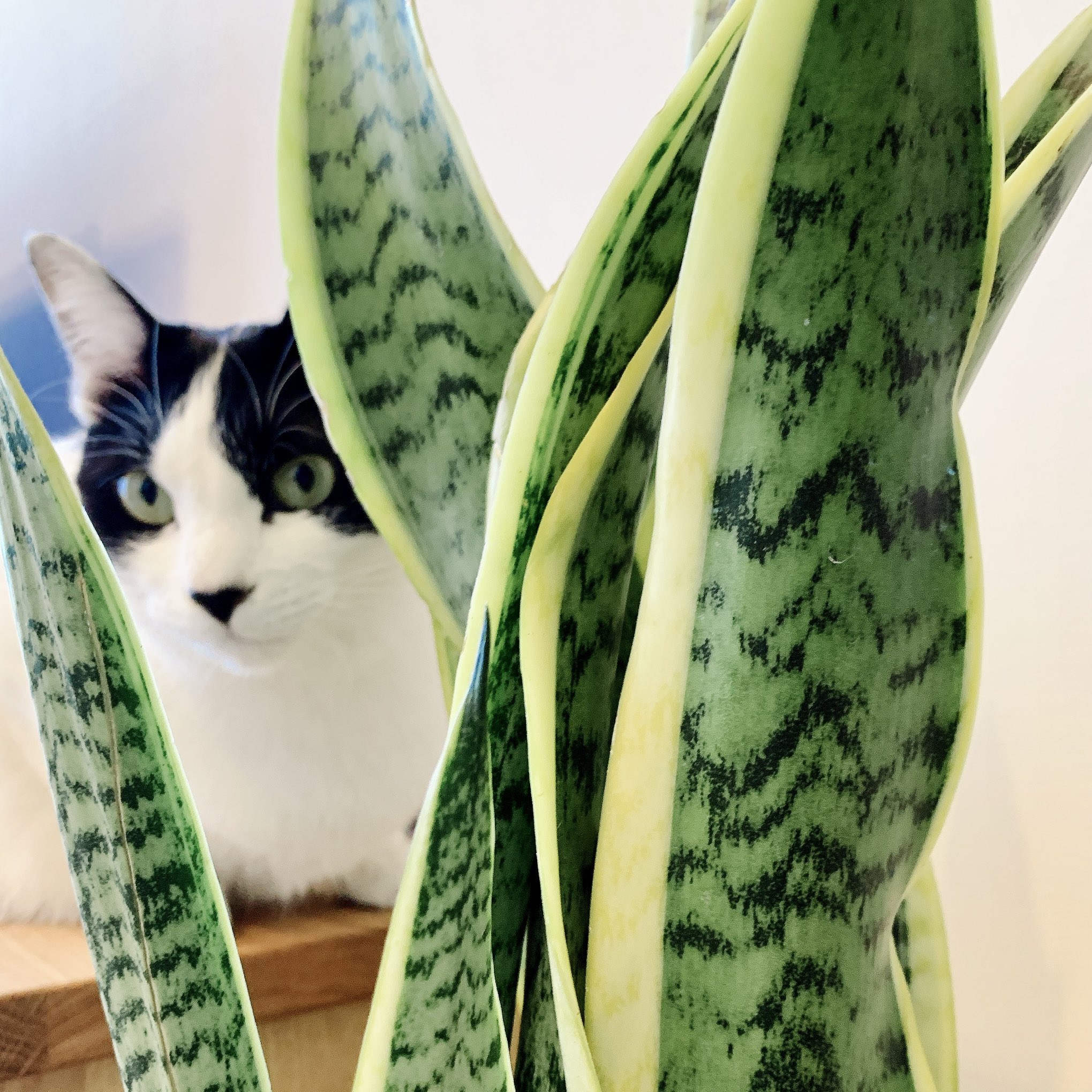 猫の目の色 Twitter Search Twitter