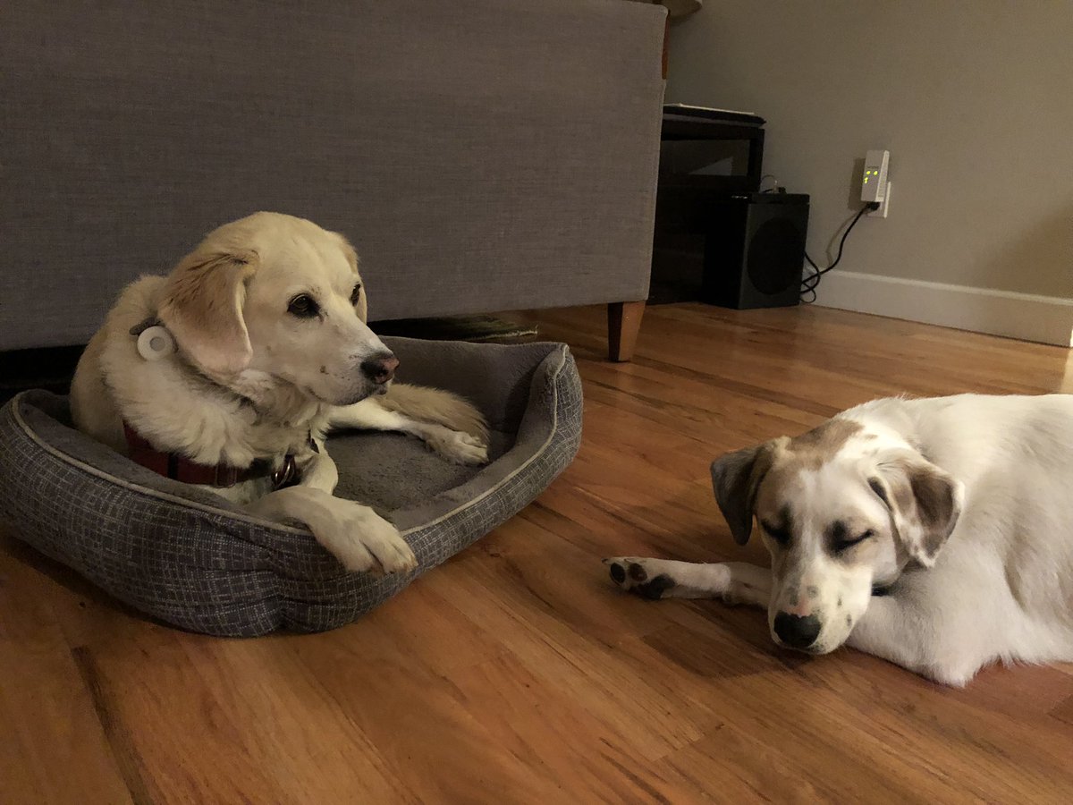 BrodyGraduate's tweet photo. When you take over your friend Leo’s cozy bed cause your #FreshAir clip monitor gives you super dog powers to just make him fall asleep in the hardwood floor. Thanks @CUEVEN @ShellyMBoulder @AniyaKhalili @PollittKrystal @YaleSPH! #dogresearcher #dogscience https://t.co/N8aqe6AuTf