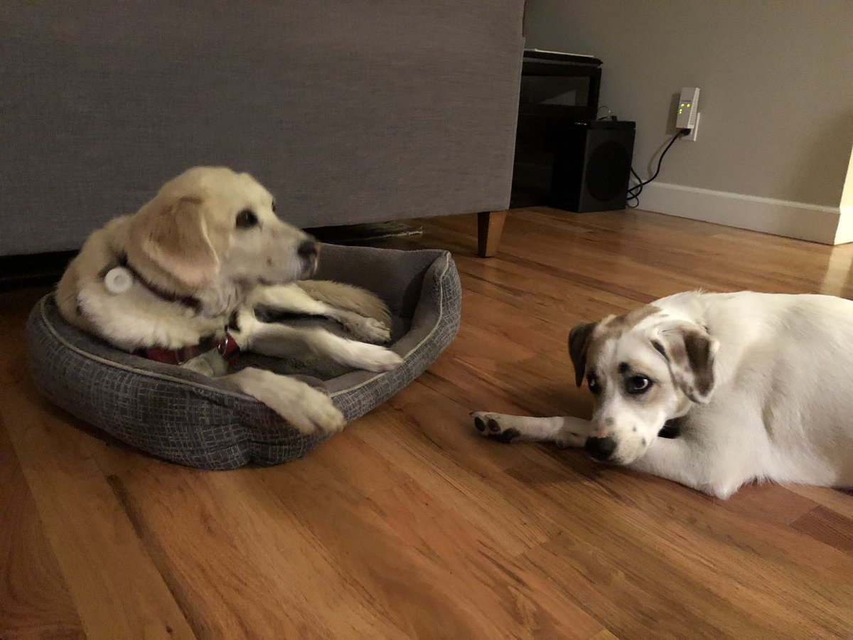 BrodyGraduate's tweet photo. When you take over your friend Leo’s cozy bed cause your #FreshAir clip monitor gives you super dog powers to just make him fall asleep in the hardwood floor. Thanks @CUEVEN @ShellyMBoulder @AniyaKhalili @PollittKrystal @YaleSPH! #dogresearcher #dogscience https://t.co/N8aqe6AuTf