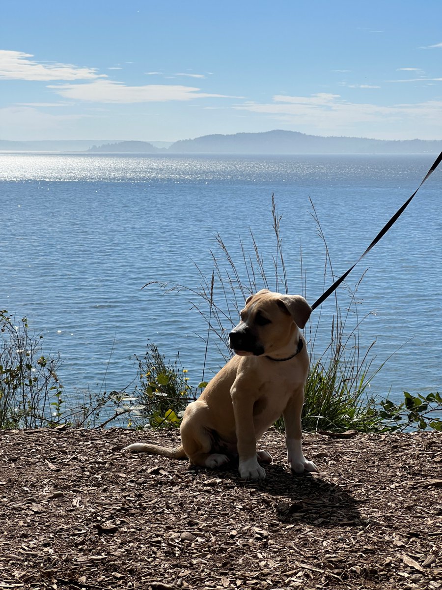 chgunderman's tweet image. #dogsofseattle #dogsofmicrosoft #whoaasunnydayinseattle