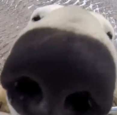 Two thousand twenty seven likes and <a href="/Vorrijaard/">The Volibear (Inactive)</a> changes his icon to