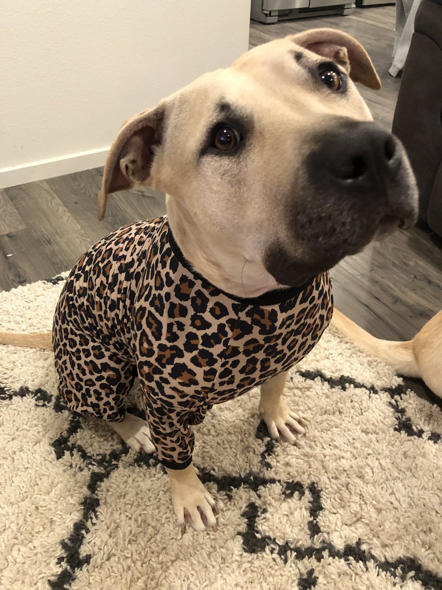 Luna loves her pajamas 😂❤️