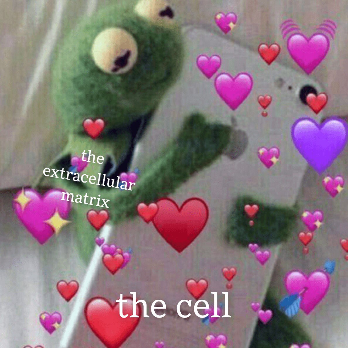 xtracellymatrix's tweet photo. #OrganelleVote2021 #GootAPBio https://t.co/AyEo6bkmVK