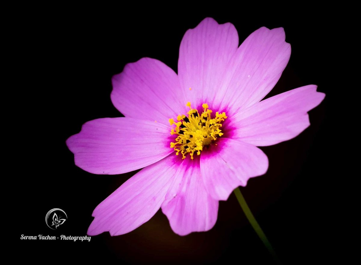 Pretty in #pink #flowers #flowerphotography #fineartphotography