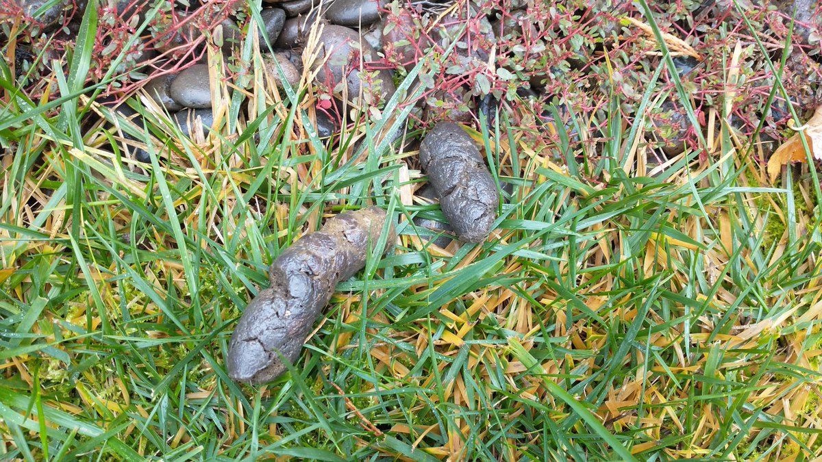 VioletPoops's tweet photo. This morning I tried hiding it with my brother's, @KevSkoolieDawg .

#violet #poop #colonhealth #fiber https://t.co/hpNAHdSK7n