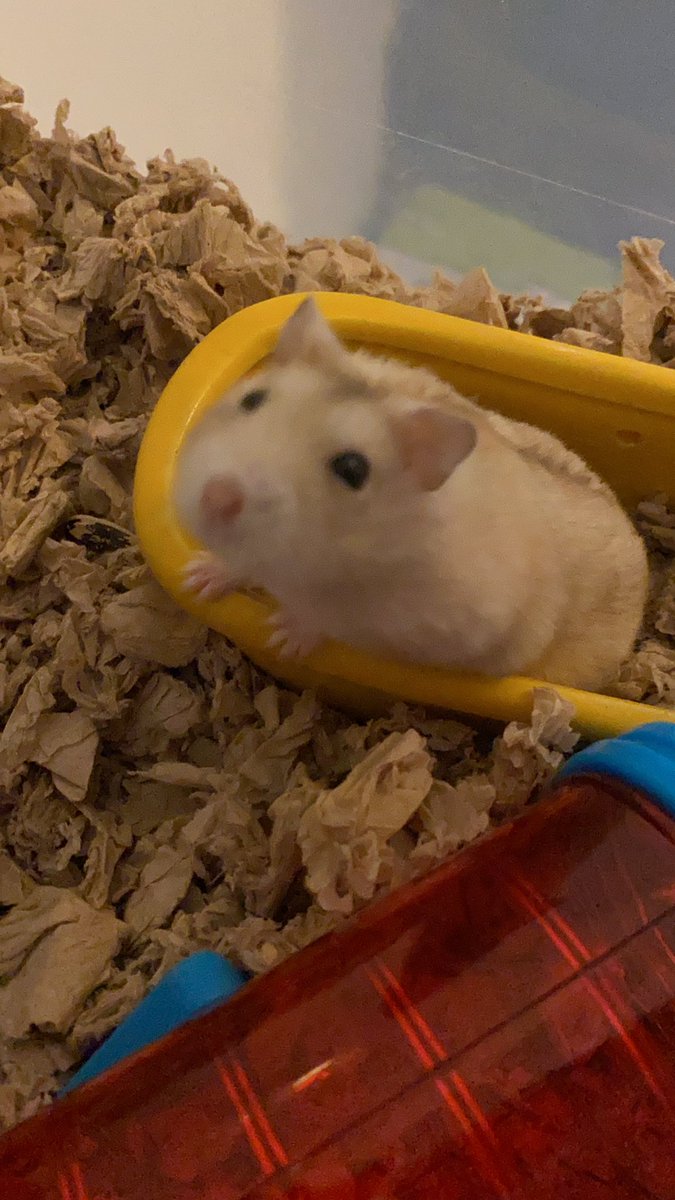 vindicatedniall's tweet photo. i’d like to inform everyone that miles the hamster died rest in peace to the best hamster https://t.co/iEK4LsQoUZ