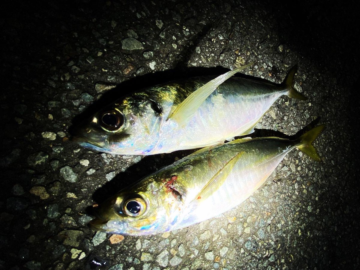 wocadaaa's tweet photo. デカフロートアジング。
2つのエリアで尺上🐟
数は釣れずともサイズには満足🎣
#釣り #ルアー #ライトゲーム #アジング #土肥富 #レンジクロスフックgiga #reins #アジアダープロ #アルカジックジャパン #シャローフリーク #luxxe #宵姫華 #宵姫華82h #livre #wing92 #ハピソン #チェストライト https://t.co/twIu0Oh53u