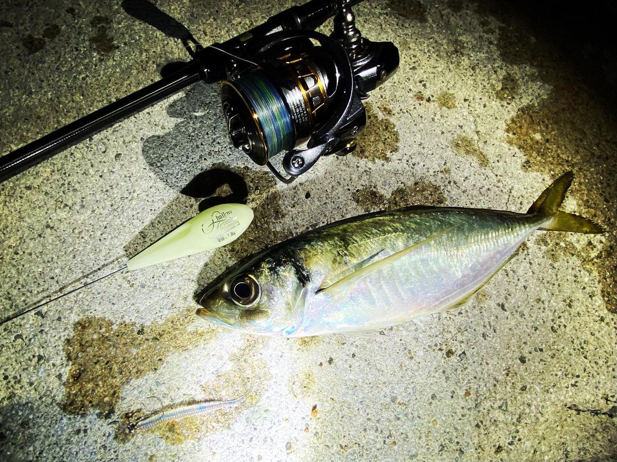wocadaaa's tweet photo. デカフロートアジング。
2つのエリアで尺上🐟
数は釣れずともサイズには満足🎣
#釣り #ルアー #ライトゲーム #アジング #土肥富 #レンジクロスフックgiga #reins #アジアダープロ #アルカジックジャパン #シャローフリーク #luxxe #宵姫華 #宵姫華82h #livre #wing92 #ハピソン #チェストライト https://t.co/twIu0Oh53u