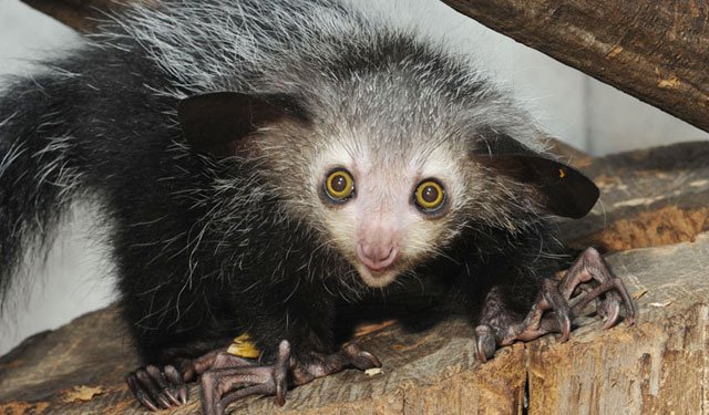 今日は #国際キツネザルの日。英語は #WorldLemurDay。

アイアイも lemur の一種です…が、その特徴は「ほんとに lemur？」と思ってしまうほどユニーク。大きな耳、独立して動く長い指、かぎ爪、夜行性…。