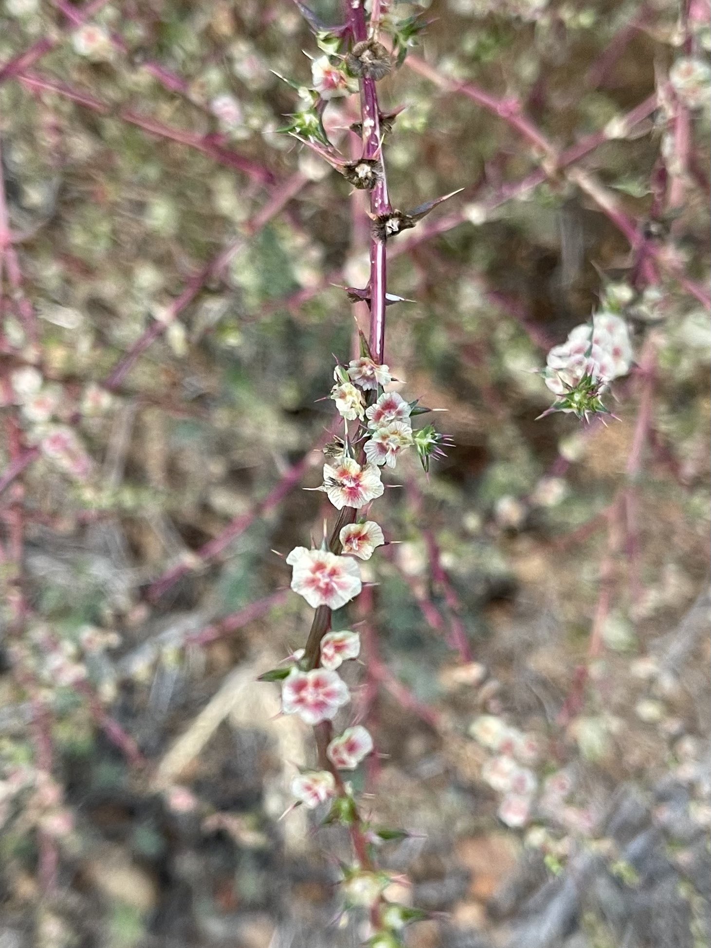 方舟子on Twitter 今日所见野花 醋草 Vinegar Weed 浆果滨藜 Berry Saltbush 风滚草 Tumble Weed 白花草木樨 White Sweet Clover T Co Uwvyyemgnb Twitter