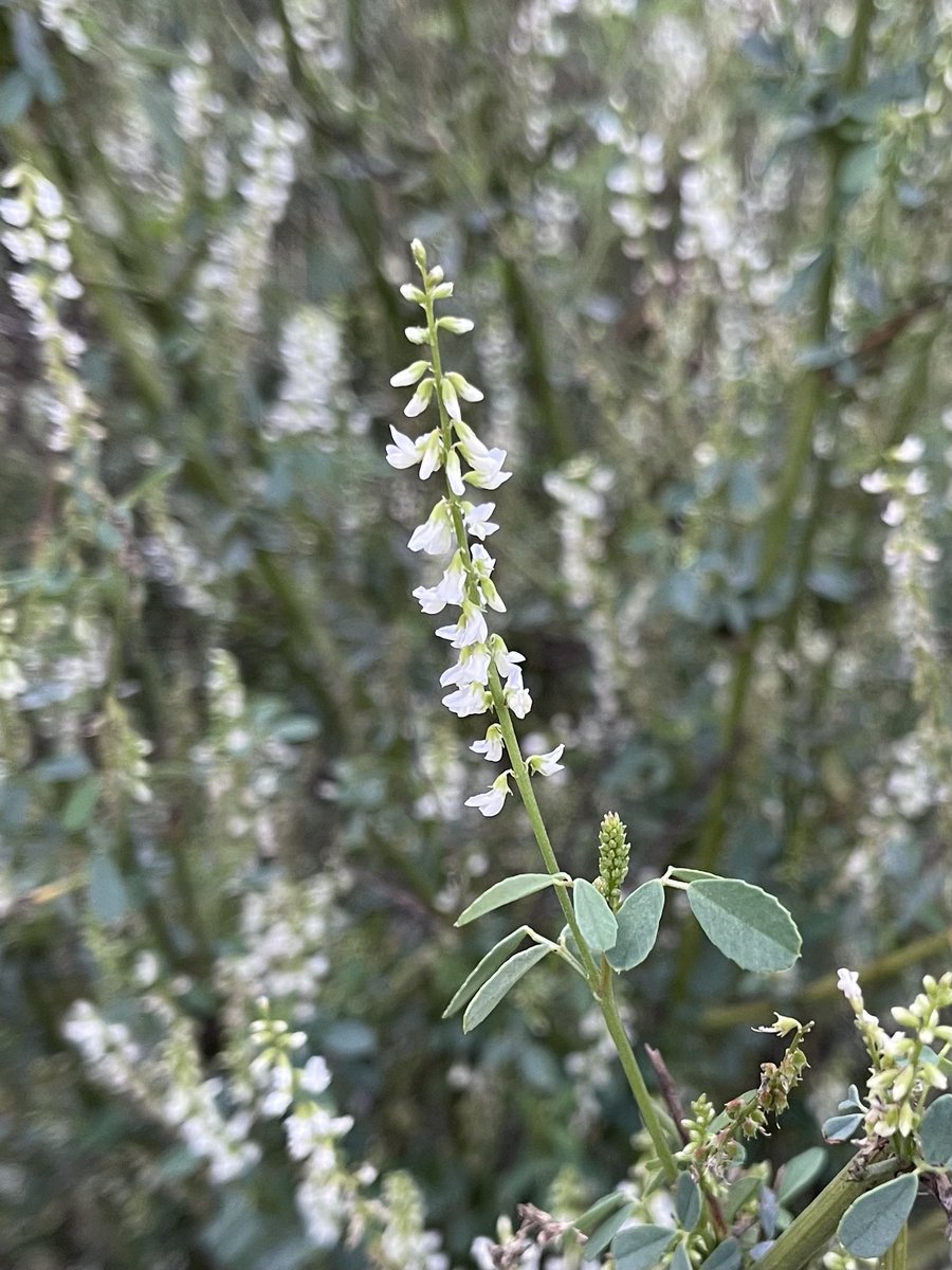 方舟子on Twitter 今日所见野花 醋草 Vinegar Weed 浆果滨藜 Berry Saltbush 风滚草 Tumble Weed 白花草木樨 White Sweet Clover 方舟子on Twitter 今日所见野花 醋草 Vinegar Weed 浆果滨藜 Berry Saltbush 风滚草 Tumble Weed 白花草木樨 White Sweet Clover