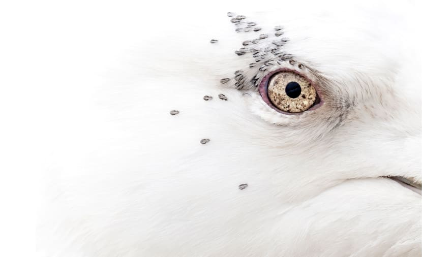 CNN's tweet photo. A close-up of a gull's eye is the overall winner of this year's British Ecological Society photography competition.

Here's a look at some of the mesmerizing images. https://t.co/FuH7JDhcCS https://t.co/MSo9kycZof