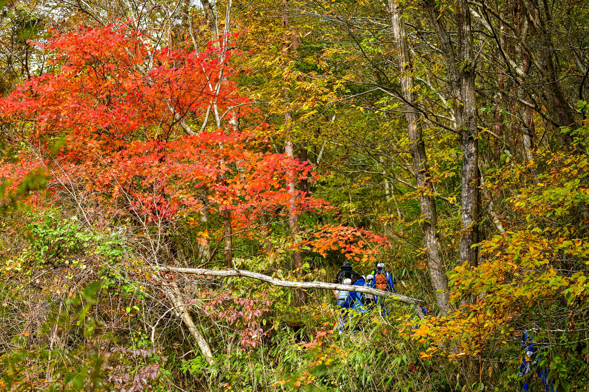福島県伊達市 霊山の紅葉が見頃を迎えています 近日の朝晩の冷込みと日中の暖かさにより 鮮やかに赤や黄色に色づいてきました 10月30日 31日 11月3日 6日 7日には 名峰霊山紅葉トレッキング として ふるさと物産展 記念バッチ配布 先着0名