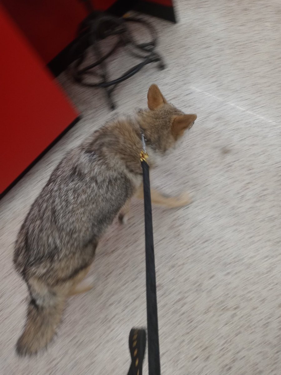JordanLynn211's tweet photo. @samualjay She went to tractor supply today! Was scared of the automatic doors but didnt try to eat anyone! Did try to snatch a dog bone tho 😂 https://t.co/7rwmOIqELM