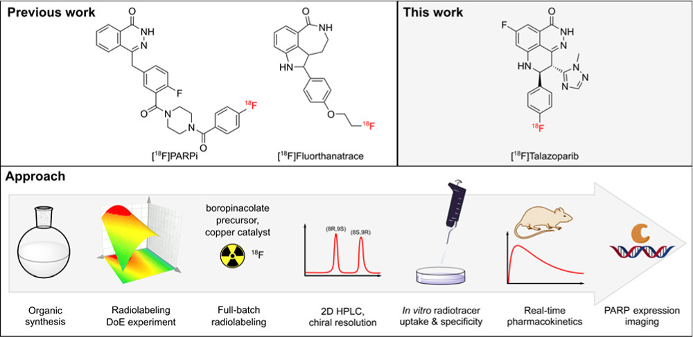 WSIC_Tuebingen's tweet photo. We are happy to announce the new #radiochemistry and #DoE publication from our department by @gregdbowden, @StotzSophie and @maur3ra on the #radiosynthesis and in vivo evaluation of [18F]Talazoparib - a new #PET #radiotracer for #PARPimaging! https://t.co/KP59kFqxMo https://t.co/ivs9VUNyPZ