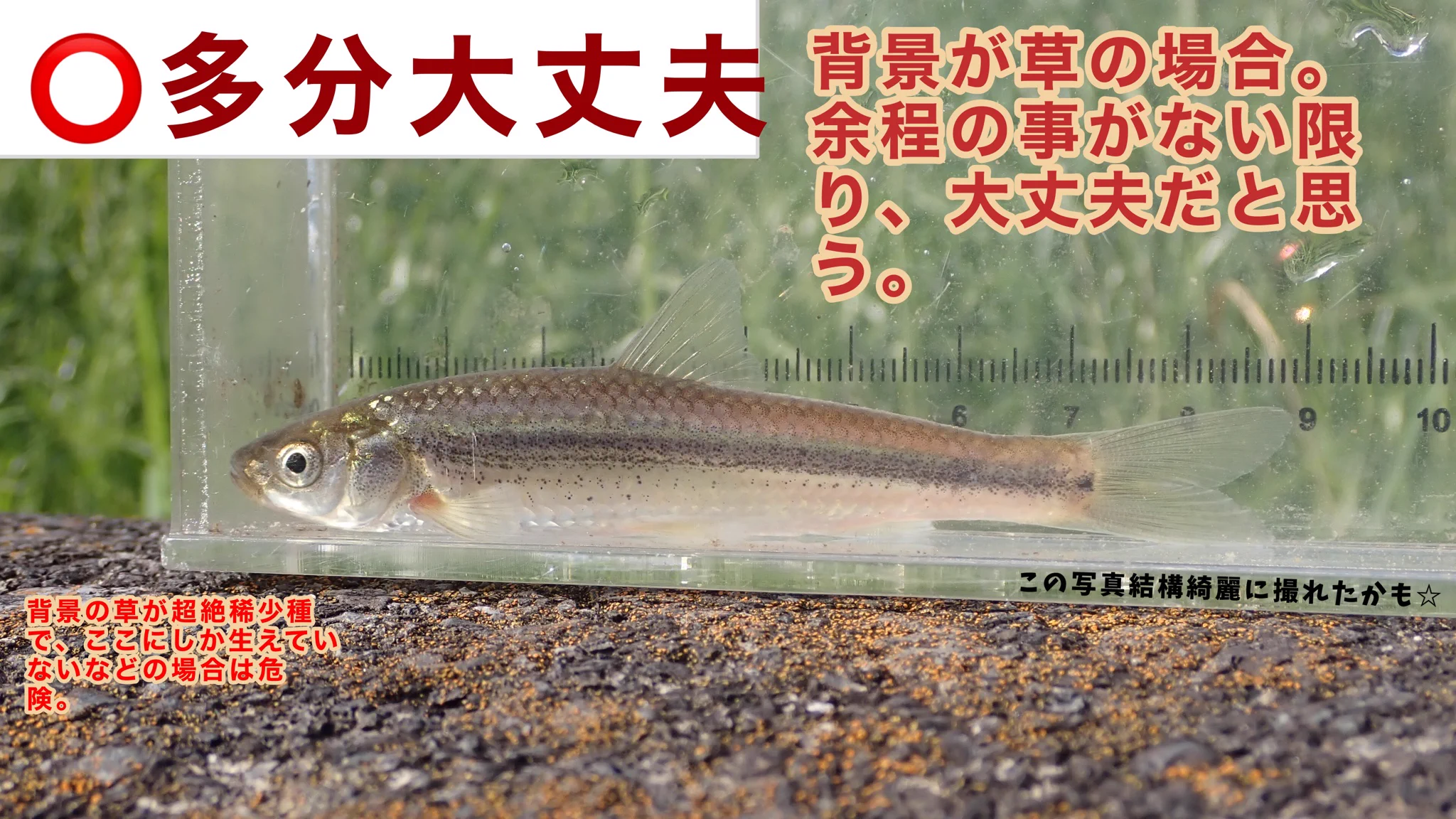 観察ケースを使って淡水魚を撮影する時は？風景が写り込まないように注意！