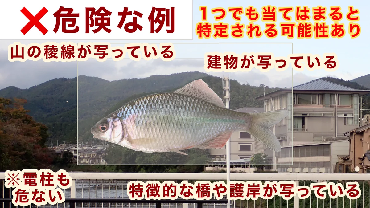 観察ケースを使って淡水魚を撮影する時は？風景が写り込まないように注意！