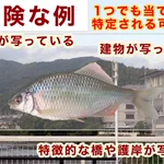 観察ケースを使って淡水魚を撮影する時は？風景が写り込まないように注意!