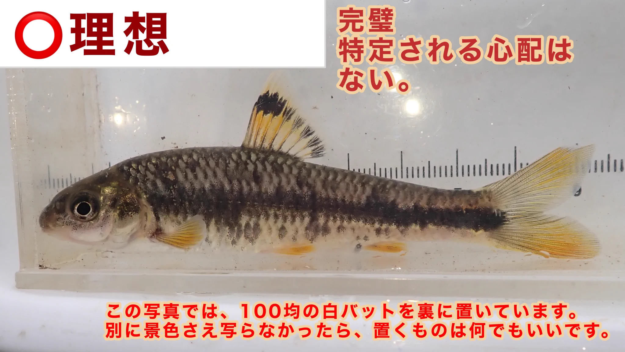観察ケースを使って淡水魚を撮影する時は？風景が写り込まないように注意！