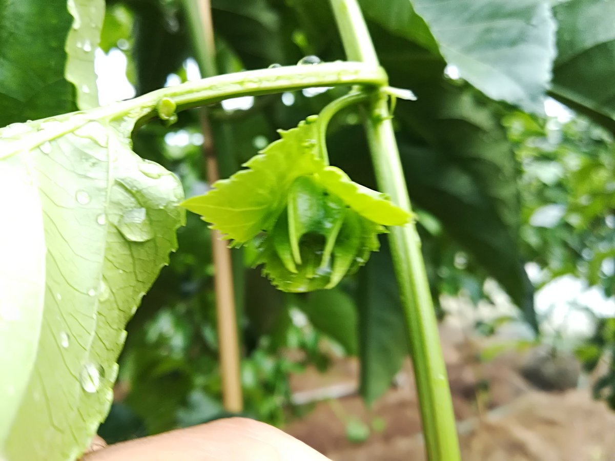 ﾊﾟｯｼｮﾝﾌﾙｰﾂ