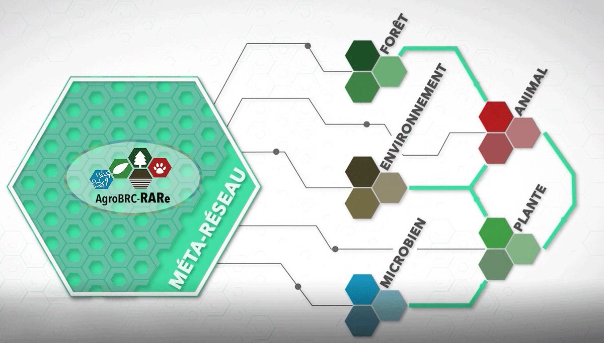 AgroBRC_RARe's tweet photo. RARe est sur la Feuille de Route Nationale des Infrastructures de Recherche 2021 et s'inscrit dans la stratégie française des Infrastructures de Recherche programmée à l’horizon 2025 ▶️https://t.co/nJqg1BXh66 https://t.co/b4tdvr99CW