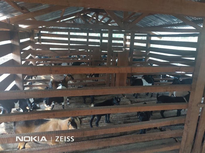 DgmRdc's tweet image. Projet d’Appui aux Communautés Dépendantes de la Forêt en RDC : bilan des activités de #microprojet dans le territoire de Oshwe, Province de #Maindombe, bit.ly/3nFNTJv