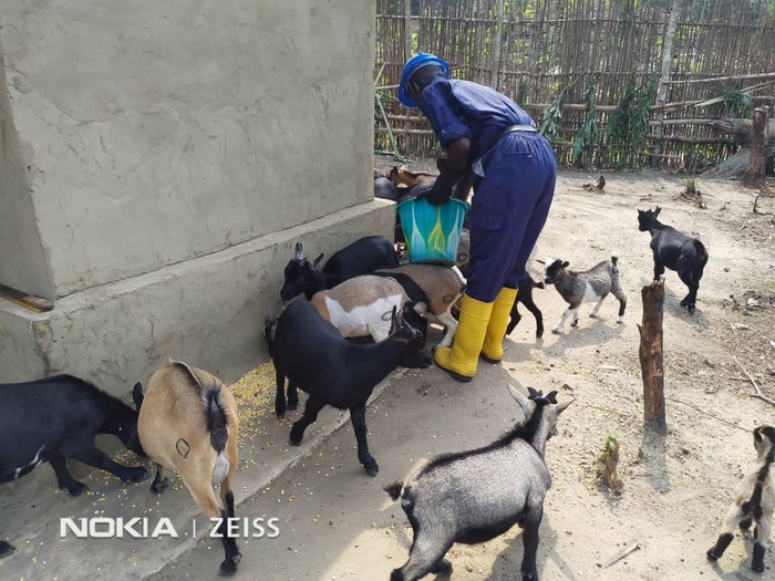 Projet d’Appui aux Communautés Dépendantes de la Forêt en RDC : bilan des activités de #microprojet dans le territoire de Oshwe, Province de #Maindombe, bit.ly/3nFNTJv