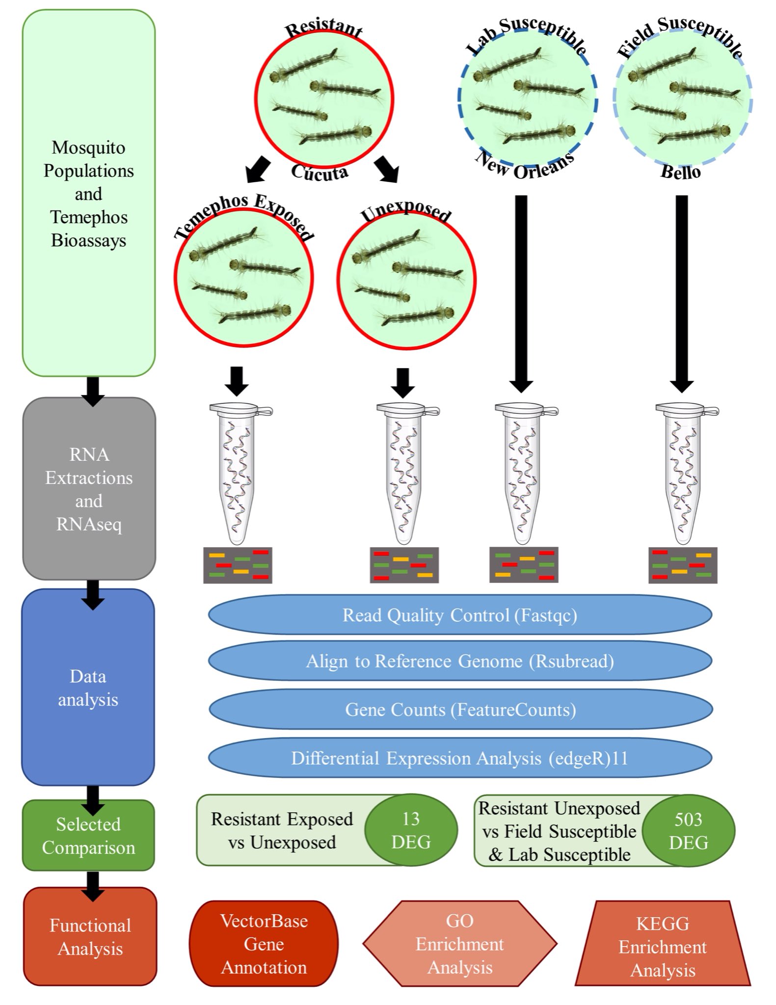 Expansive and Diverse Phenotypic Landscape of Field Aedes aegypti (Diptera:  Culicidae) Larvae with Differential Susceptibility to Temephos: Beyond  Metabolic Detoxification