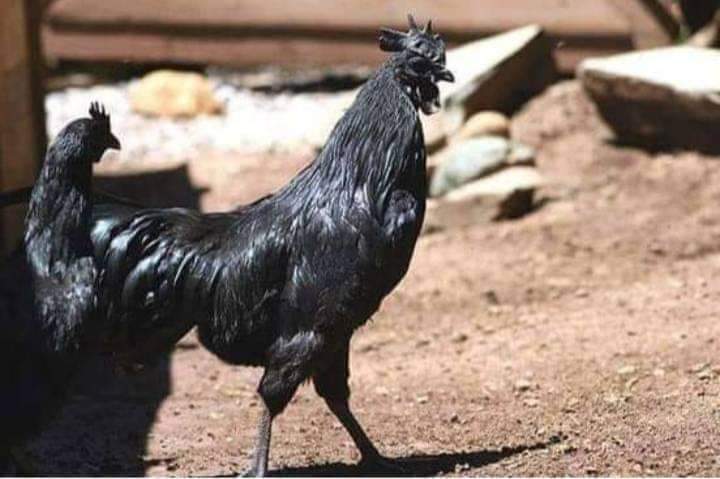 аям цемани. петух аям цемани. куры аям. черный петух аям цемани. аям цемани цыплята.