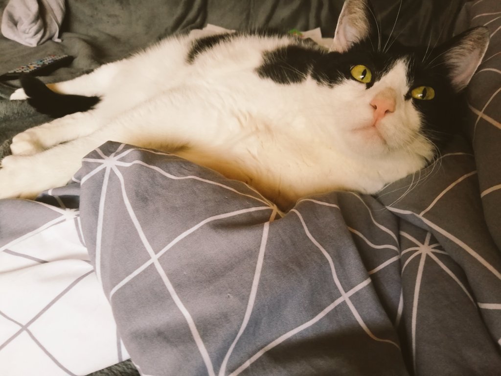 Loki (@deinemutti7) on Twitter photo 