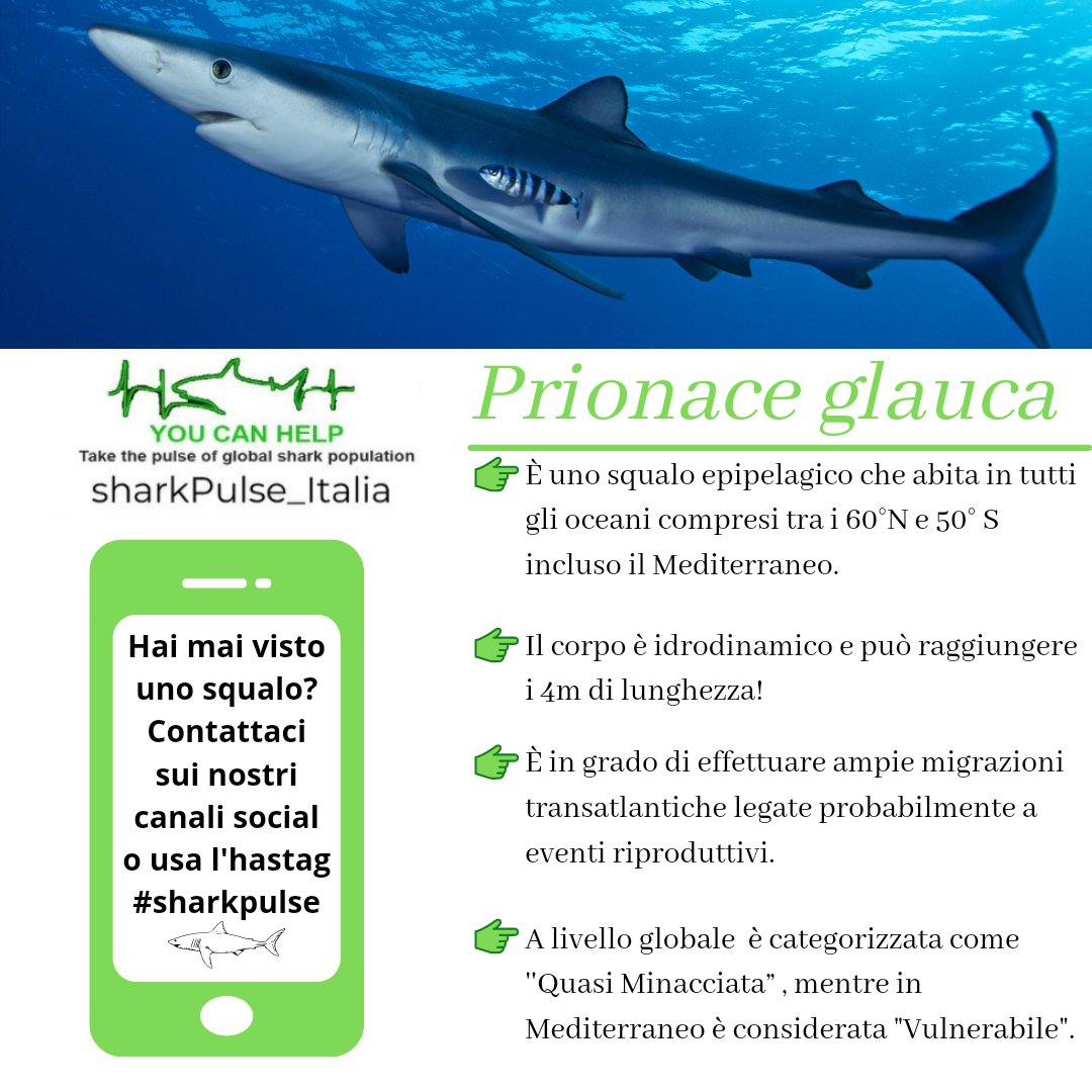 Prionace glauca, noto come squalo azzurro o verdesca, appartiene alla famiglia dei Carcharinidae.🦈
#sharkpulse #shark #marinebiology #sea