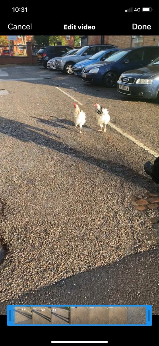 Anyone lost these two on Hartley Road Road 🤷🏻‍♂️ <a href="/MyNottingham/">🏹 My Nottingham</a> @SafeNottm  <a href="/my_radford/">My Radford</a>