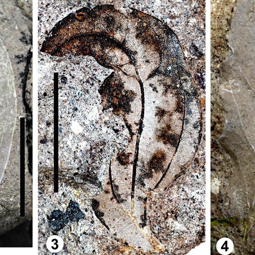 CGoisMarques's tweet photo. 🍂🍂🍂🍂🍂🍂🍂🍂🍂🍂🍂🍂
Aikaterini & al. in press | The early #Miocene #angiosperm #flora of Akrocheiras in #Lesvos Petrified Forest (North #Aegean, #Greece) - Preliminary results | Review of #Palaeobotany and #Palynology: https://t.co/HIVr5Bd7Da
#Palaeobotany #paleoflora https://t.co/QHqWiF92AU