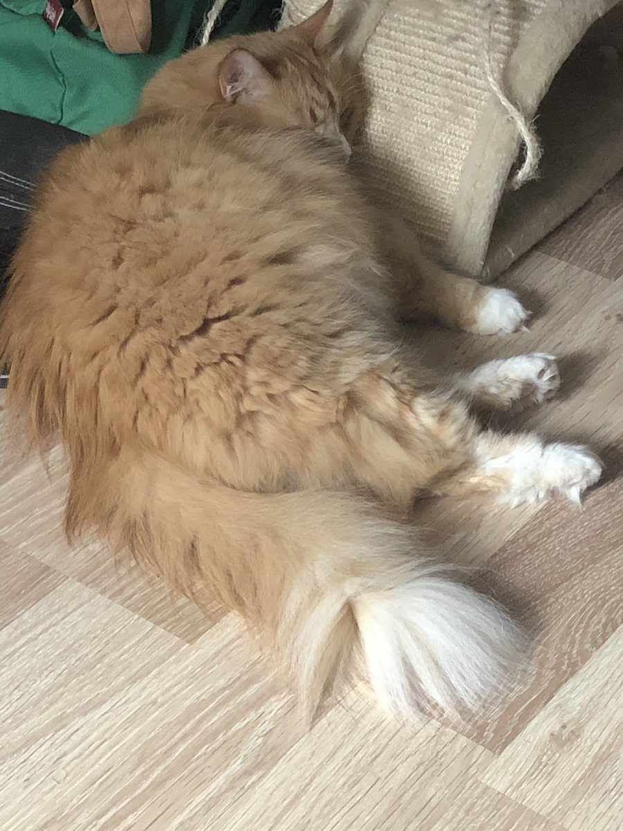 ScreamingSassy's tweet image. mnnnn sleebpingm....
#CatsOfTwitter 
#cats