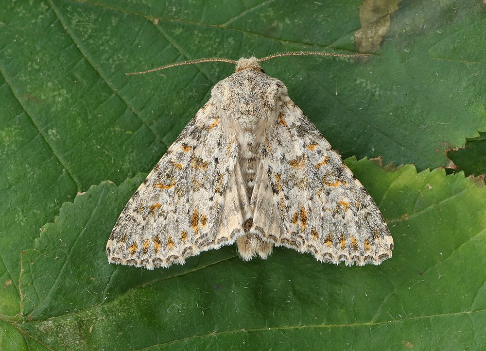 Steve Nash on Twitter: