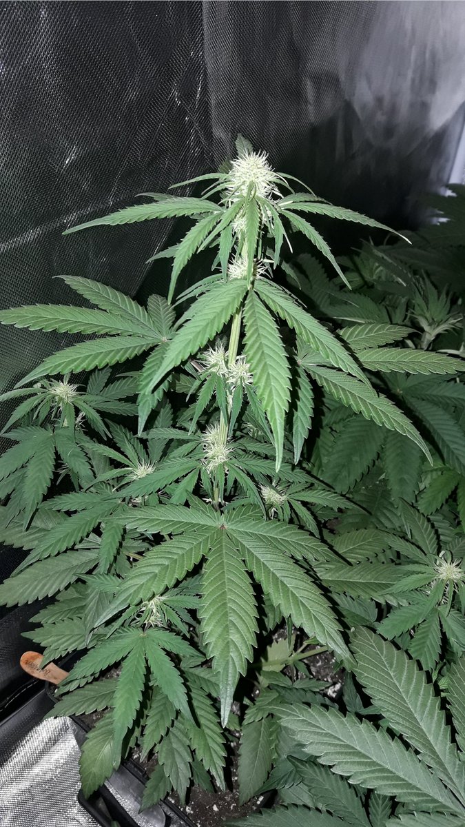 AdrycManellson's tweet photo. Gris luce #AdrycsCove Verde Mundo, dónde #SailingTheGreenSea #WeLoveAllThatWeDo y #MarcandoTendencia mirad que Preciosas #BudMaker, #Explode, #PolarExpress, etc, #Auto @Greenbudseeds en #Sust #BatMix @PlagronAruba #Natural en #PureTent @ThePureFactory_ by @DPlantasur.
Alegría🧚‍♂️😎 https://t.co/o9IZRoX0uD