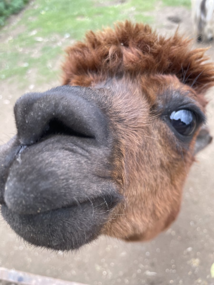 McGlincheese tweet media